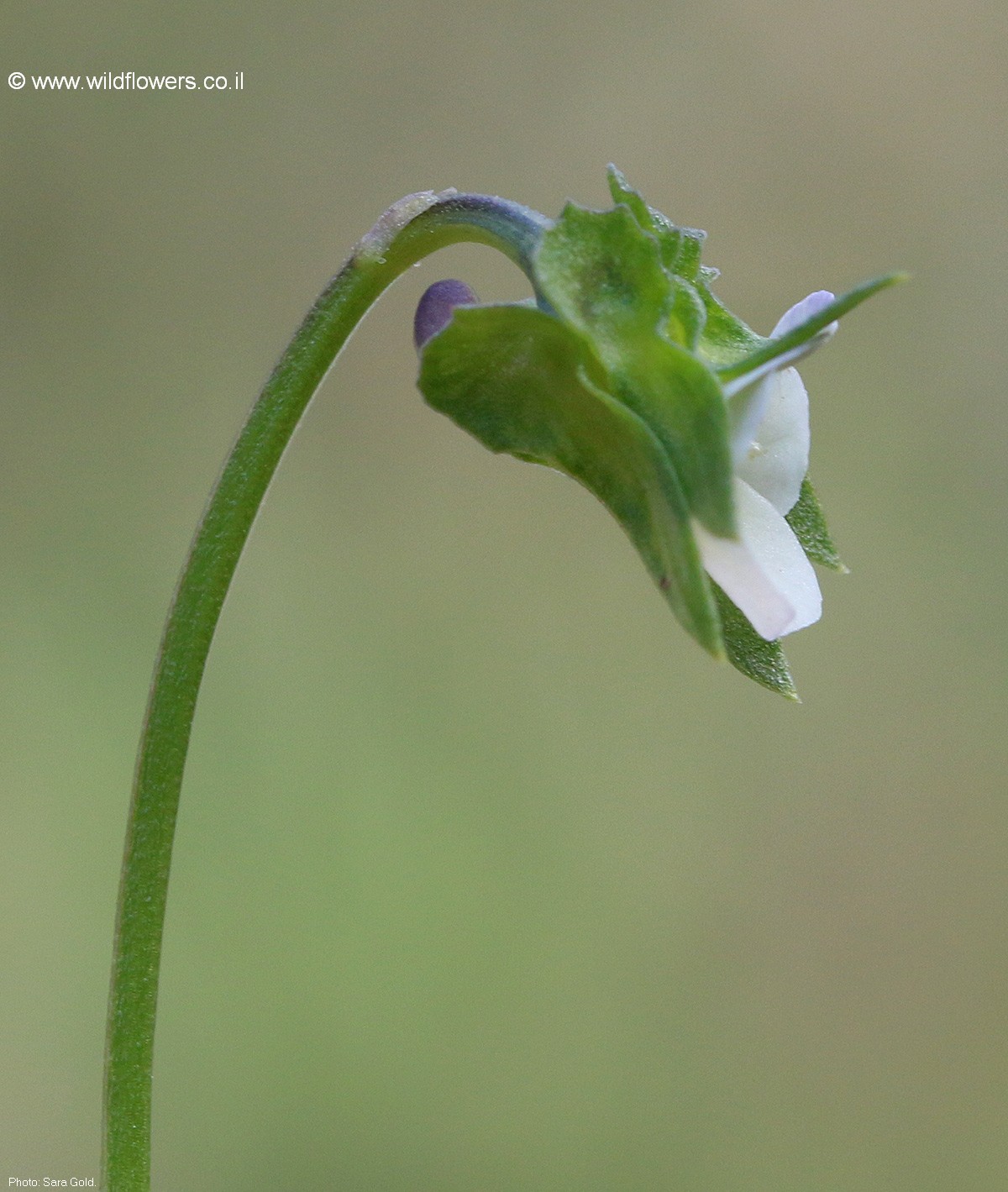 Viola occulata